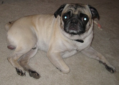 Dogwithouttail.jpg