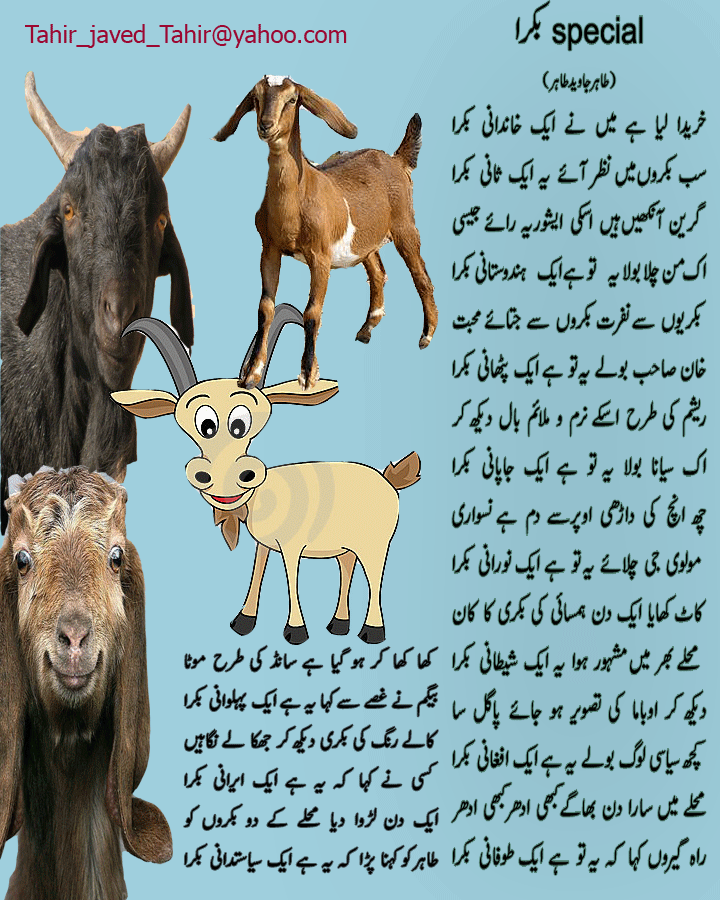 special_eid_bakra(urdu-funny-poetry).gif