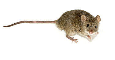 Rat.jpg